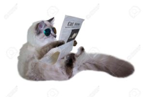 Funny cat is sitting and reading a newspaper