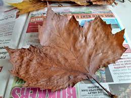 krant met blad herfst