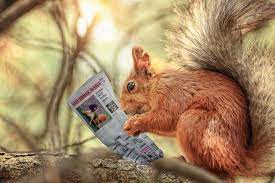 krant eekhoorn